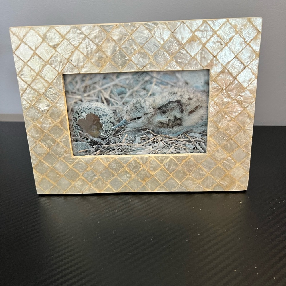 Abalone / Capiz Shell Picture Frame 6x8